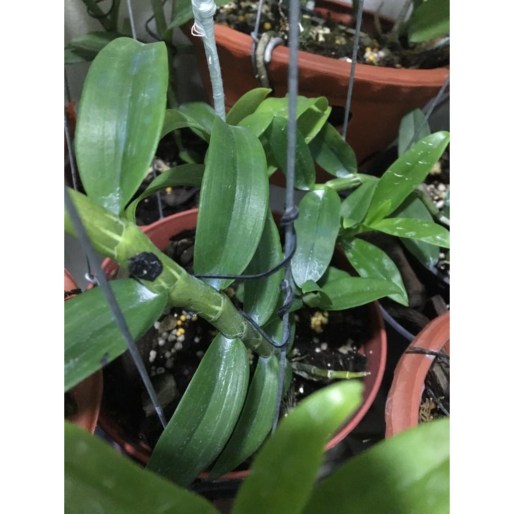 Dây buộc lan màu đen 200gr