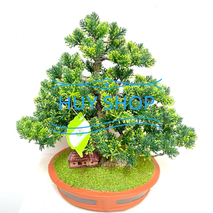 Chậu TÙNG KIM nhân tạo để bàn  trang trí nhà cửa