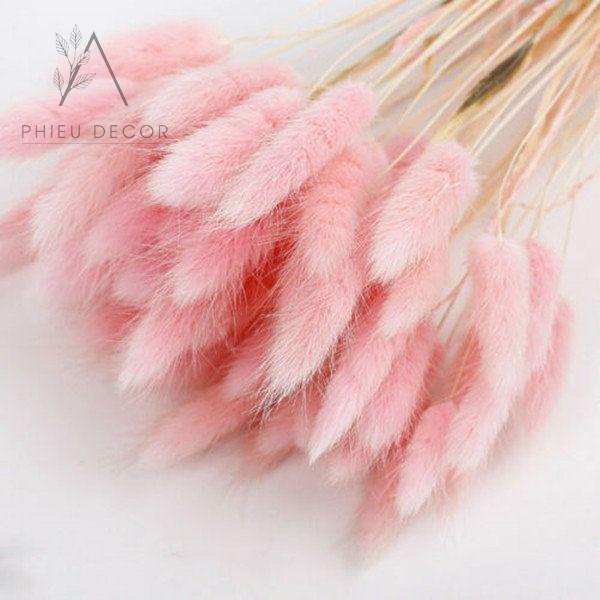 5 BÔNG Cỏ đuôi thỏ Lagurus Bunny Tails - Decor, Phụ kiện chụp ảnh