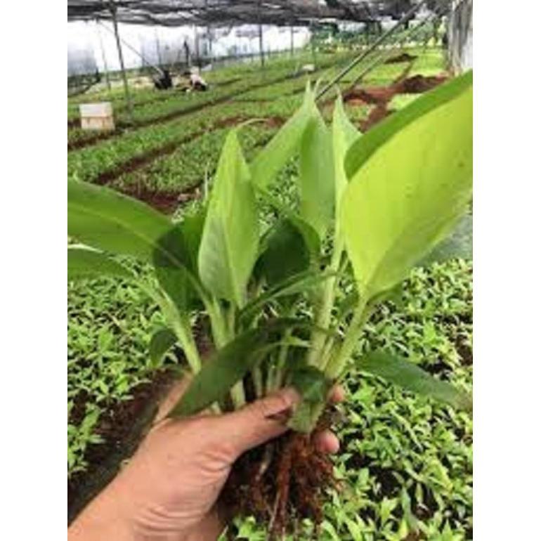 COMBO 3 Cây giống CHUỐI TÂY LÙN quả ngọt thơm - hàng cây giống CHUẨN F1