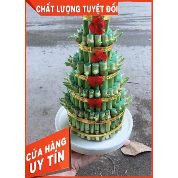 Cây Trúc Phát Tài Kèm Dĩa