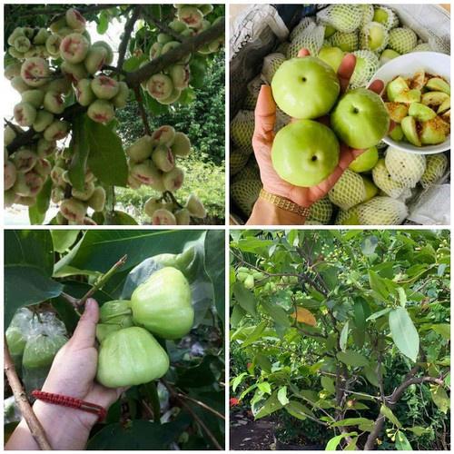 Cây giốn Mận Xanh đường