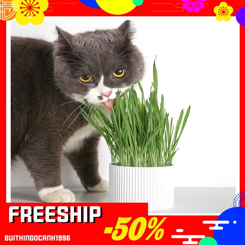 Hình ảnh ‍️(10g) HẠT GIỐNG CỎ MÈO TƯƠI NGON BỔ DƯỠNG - Lida Pet Shop