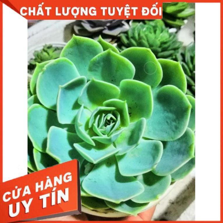 Sen đá xanh đất size đại kèm chậu sứ trắng Nhiều Người Mua