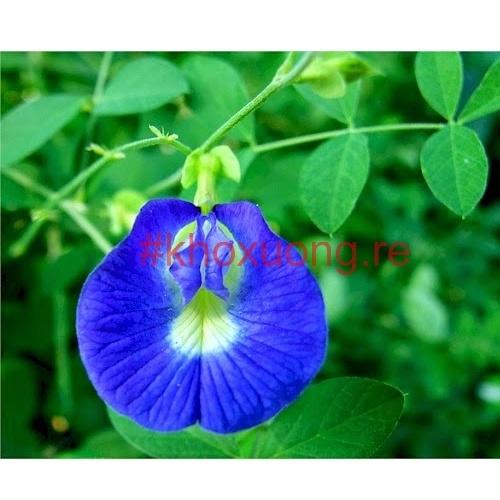 Hạt Giống Hoa Đậu Biếc, Hoa Đậu Tím, Hoa Bông Tím F1