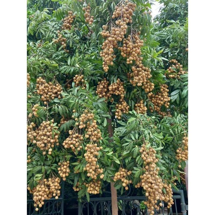 Cây giống nhãn hương chi
