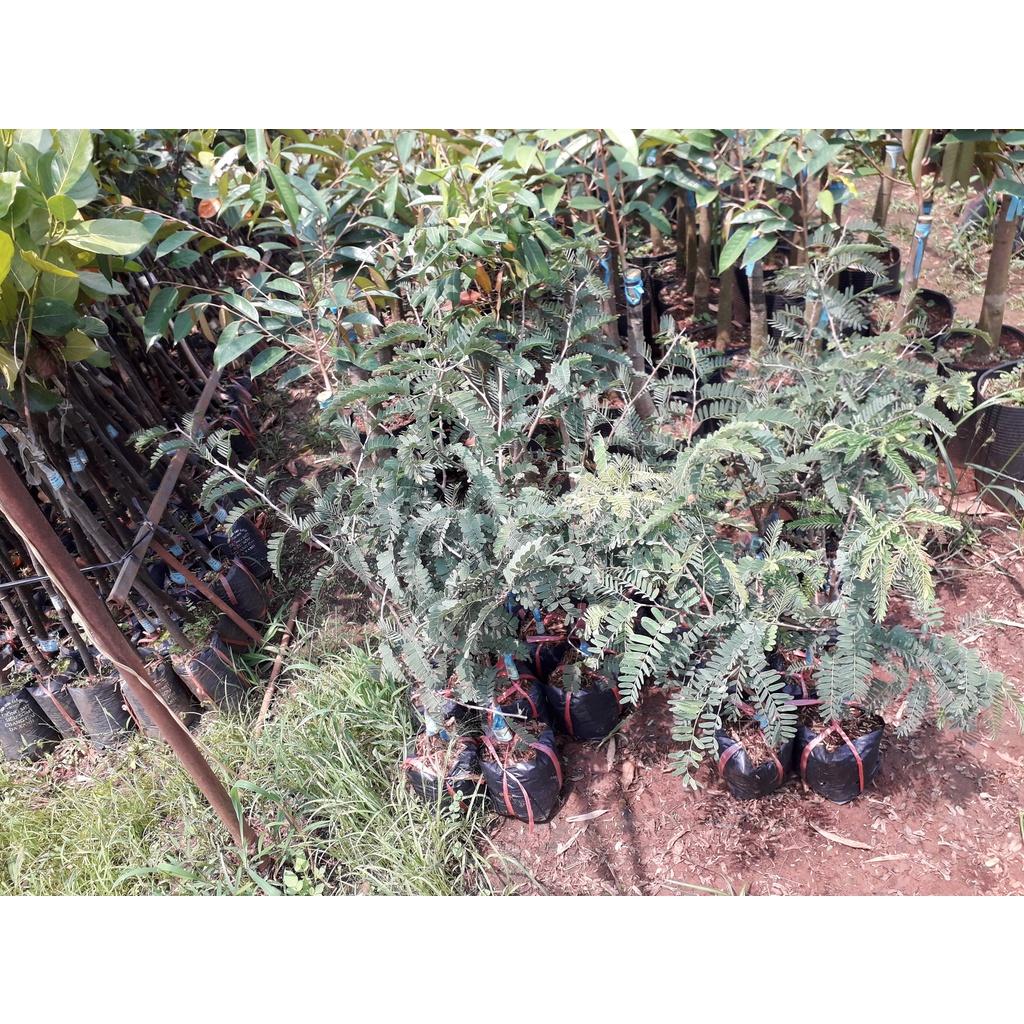 Cây giống Me CHUA CAO SẢN