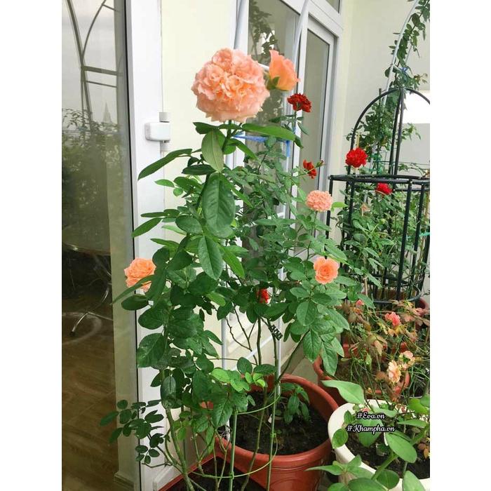 Hoa hồng ngoại ‘Mardi Gras’ Độc Lạ Siêu Hot