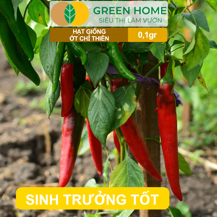 Hạt Giống Ớt Chỉ Thiên GreenHome, Gói 0,1g, Sai Trái, Dễ Trồng, Nảy Mầm Cao, Thu Hoạch G10