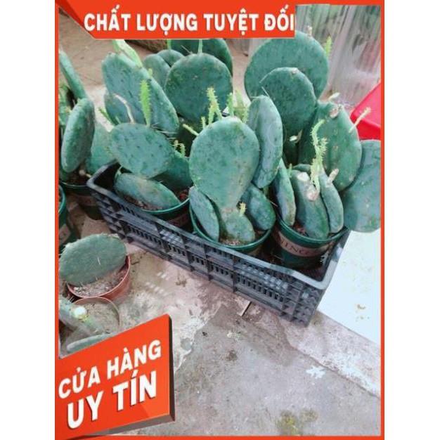 Xương Rồng Size Đại