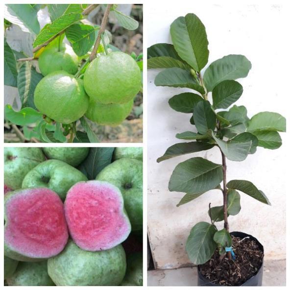 CÂY GIỐNG ỔI RUBI KHÔNG HẠT THÁI LAN SIÊU NGON SIÊU QUẢ- CAM KÊT GIỐNG CHUẨN F1 + Tặng 01 cây dâu da đất