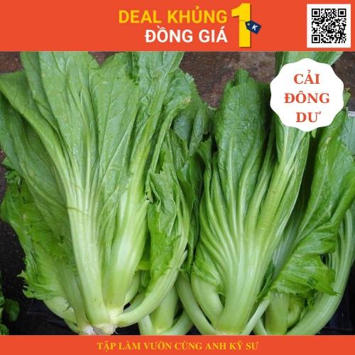 100 hạt giống cải bẹ Đông Dư, cải bẹ muối dưa