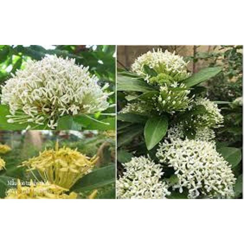 Hoa mẫu đơn trắng, đơn ta, hoa rất thơm