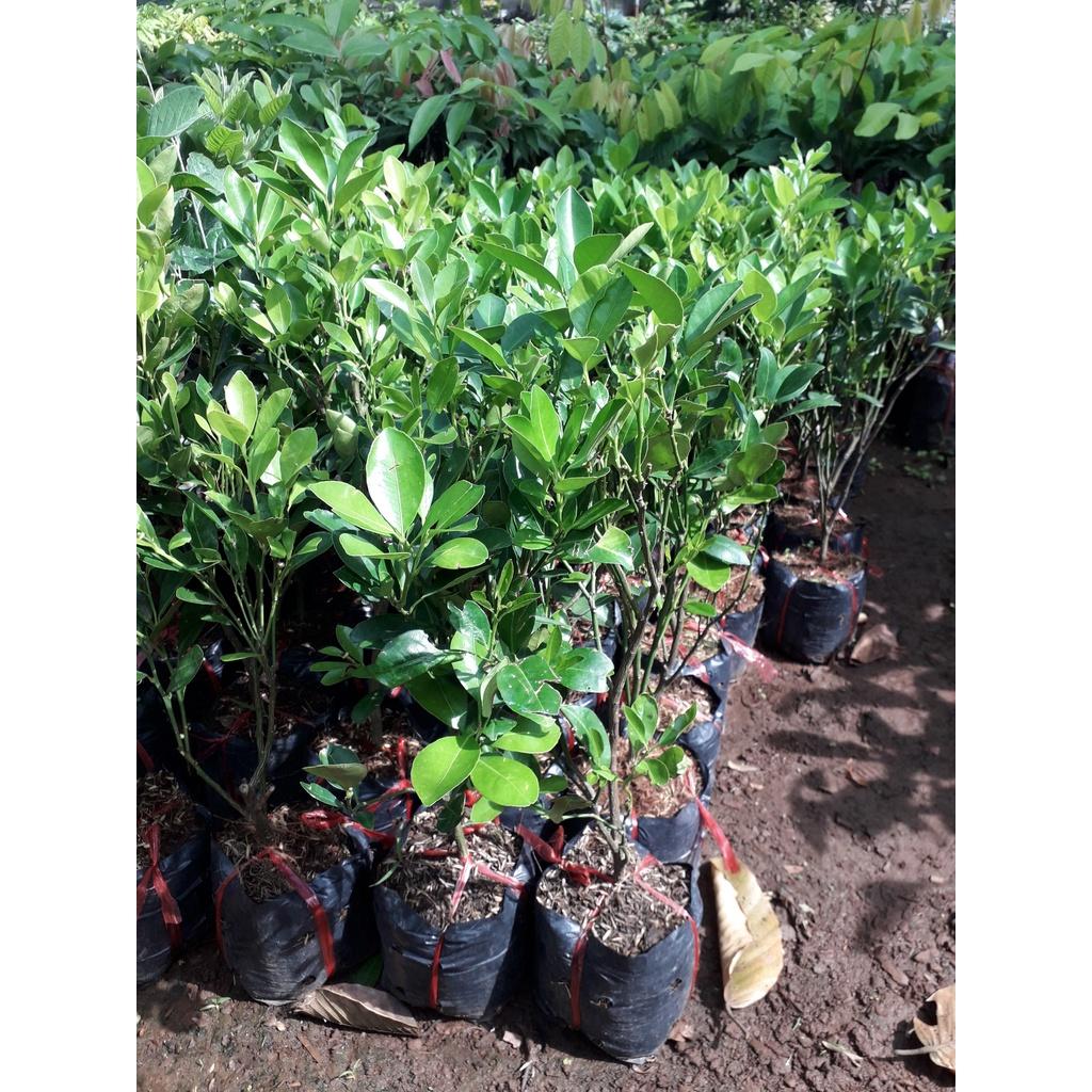 CÂY QUẤT GIỐNG.