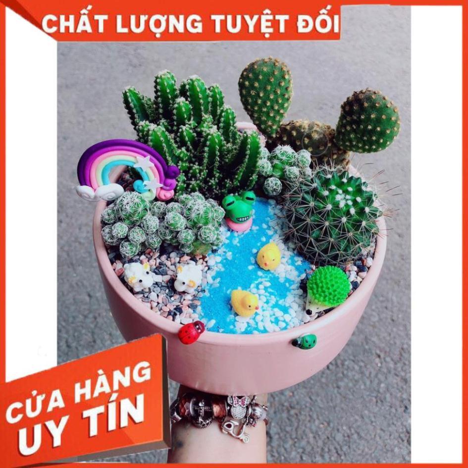 Chậu xương rồng tiểu cảnh 24