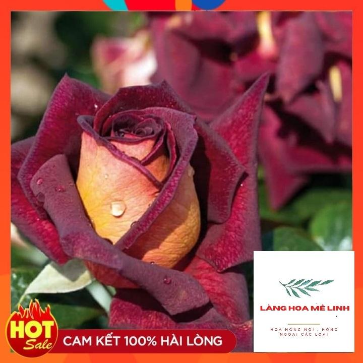 Hoa Hồng Thân gỗ DARK Night Rose - Đẹp, độc, lạ Màu đỏ thẫm, phần cuối màu đen -đỏ - thơm dịu nhẹ