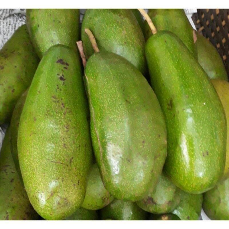 Cây giống bơ trịnh xuân mười cây to