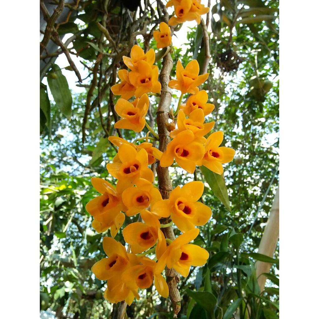 1 bảng lan phi điệp vàng rừng tây bắc hàng thuần siêu to, hoa siêu đẹp