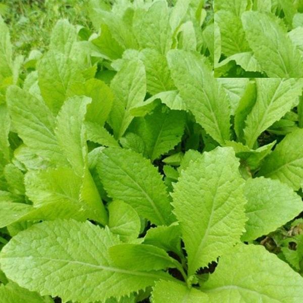 Hạt giống rau cải canh lá vàng cao sản KNS3405 - gói 10gram