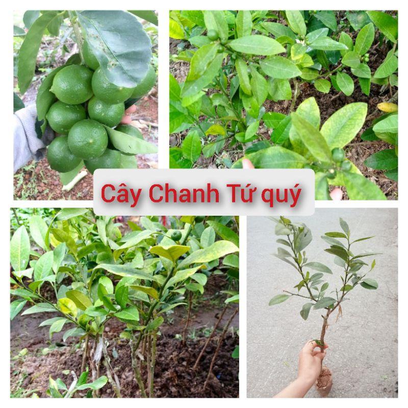 Chanh tứ quý chùm , cho quả quanh năm