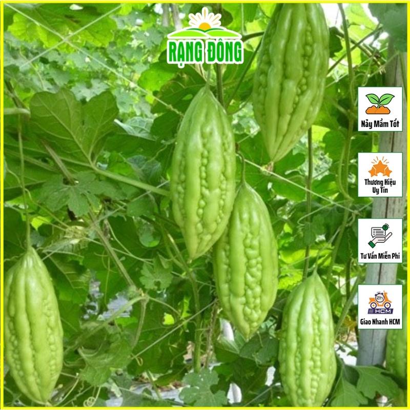 Hạt giống Khổ Qua Lai F1 Trái Ngắn, Cây Chịu Nhiệt, Sinh Trưởng Khỏe, Trồng Quanh Năm - Hạt giống Rạng Đông