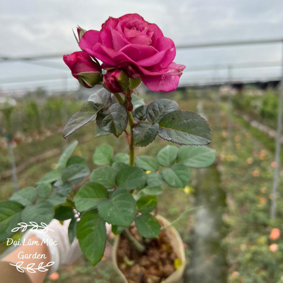 Hoa hồng Ngoại Rouge Royal Siêu Thơm - cây giống ươm bầu ổn định