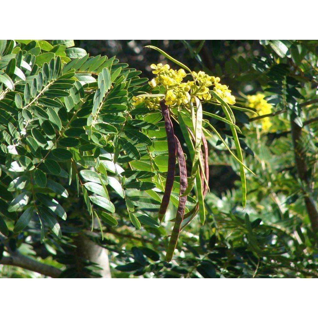 CÂY GIỐNG MUỒNG ĐEN.