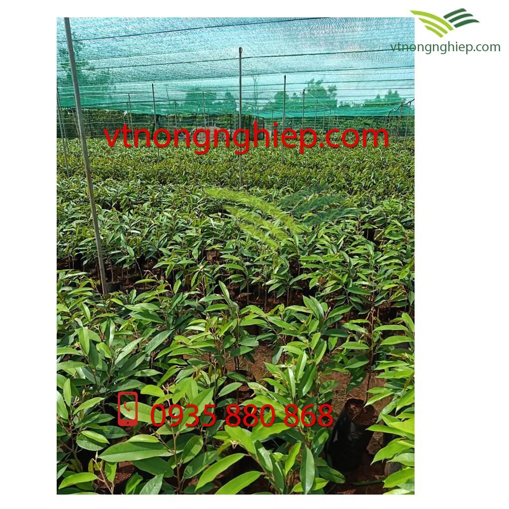 10m2 Lưới che nắng ROSA 70% ánh sáng (2m x 5m), lưới che nắng Thái Lan.