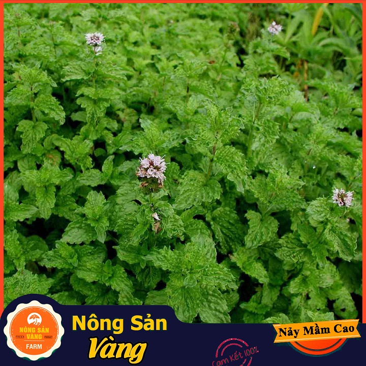 Hạt giống Cây Bạc Hà, Bạc Hà Cay Peppermint ( Gói 100 Hạt ) - Nông Sản Vàng