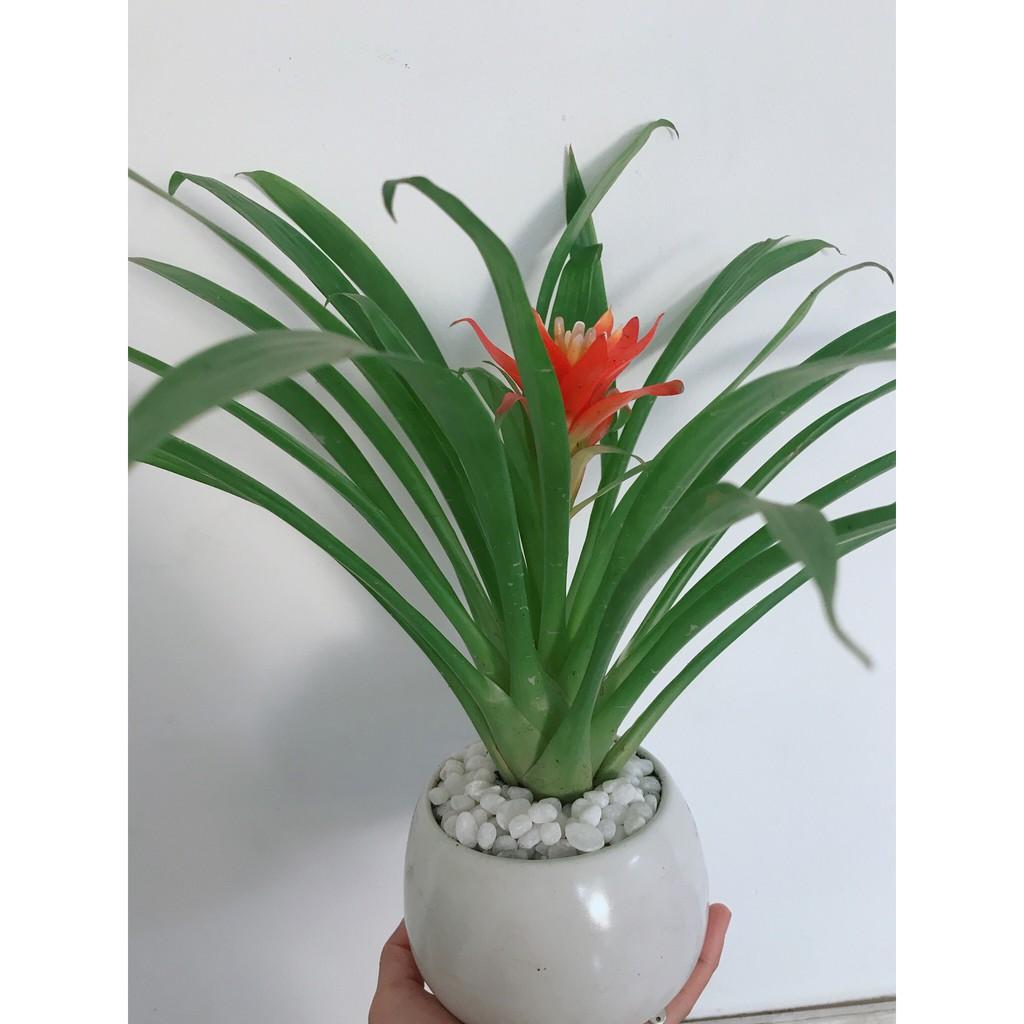 Chậu cây phong lộc hoa