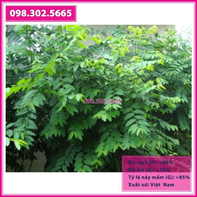 Hạt giống rau ngót