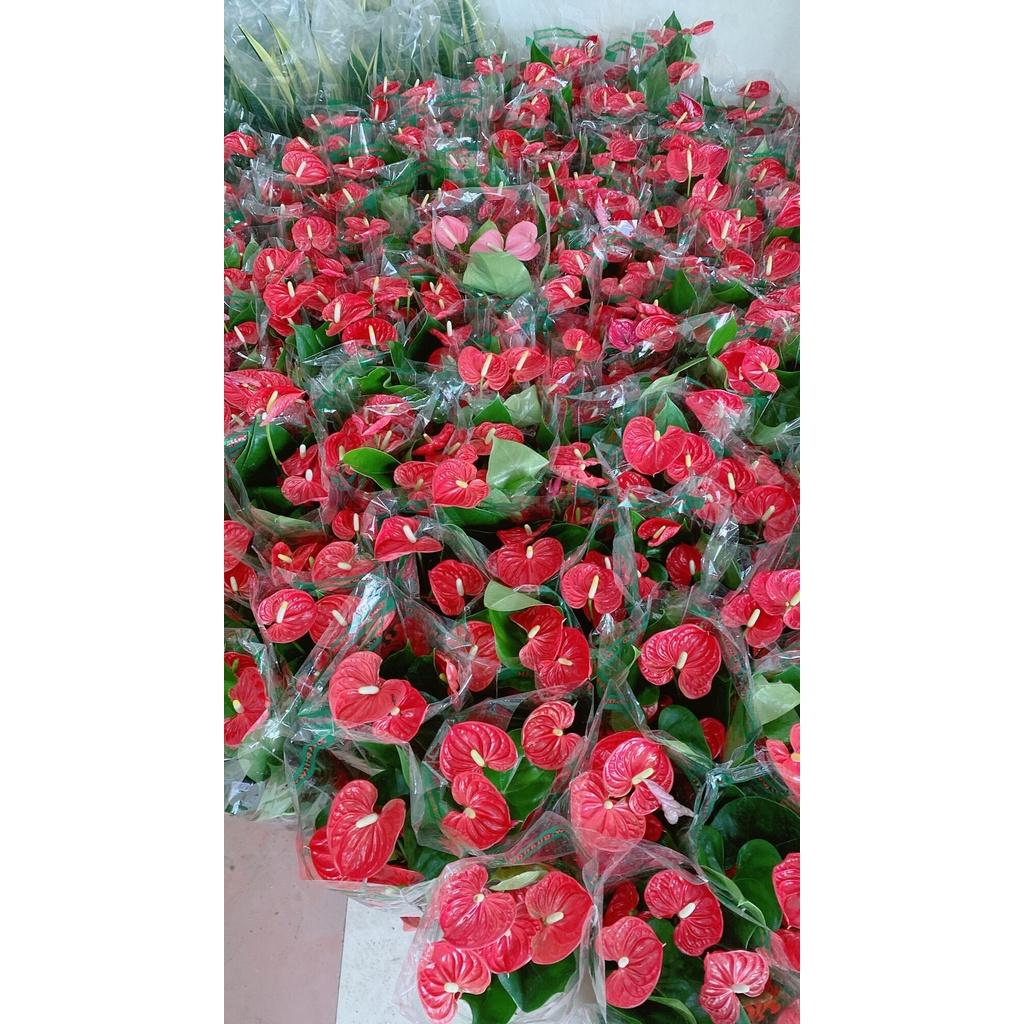 Hồng Môn Hàng Đẹp Giá Tốt