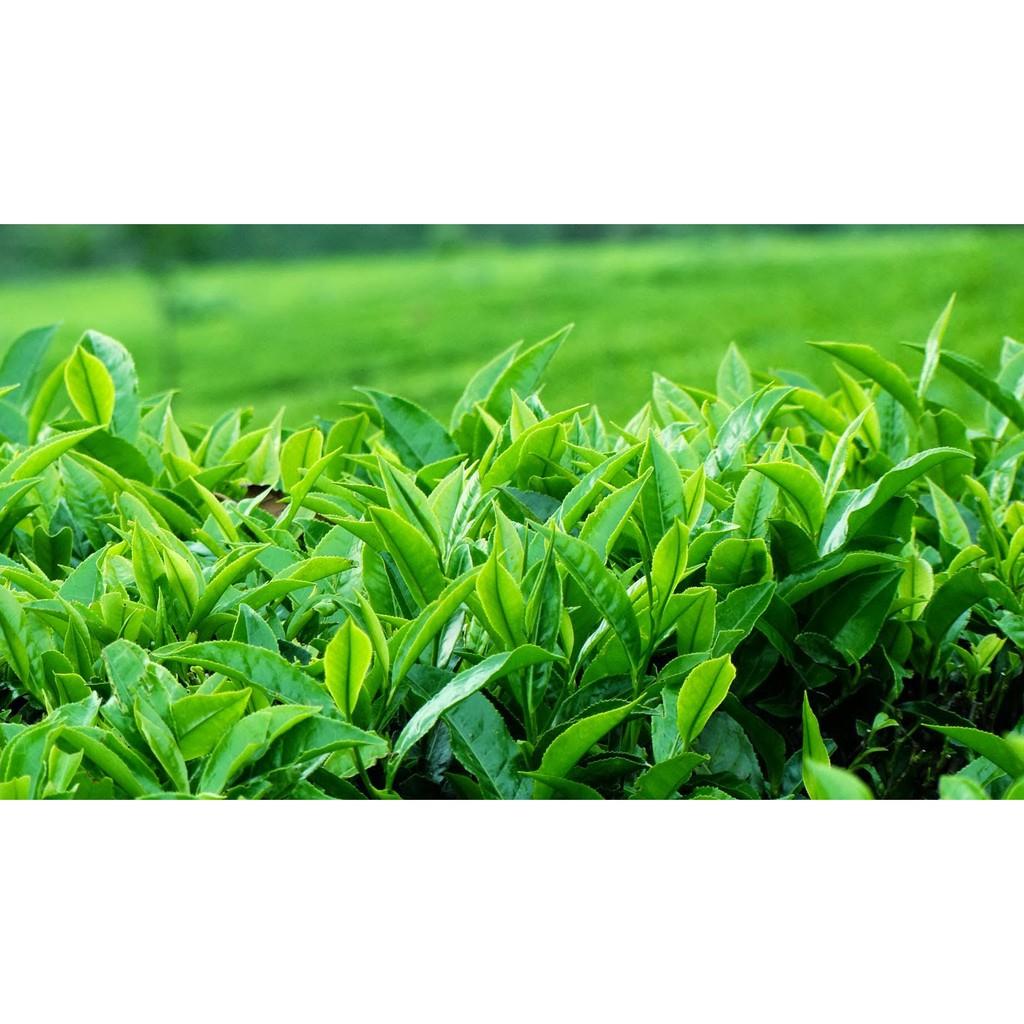 COMBO 3 CÂY GIỐNG CHÈ XANH THÁI NGUYÊN