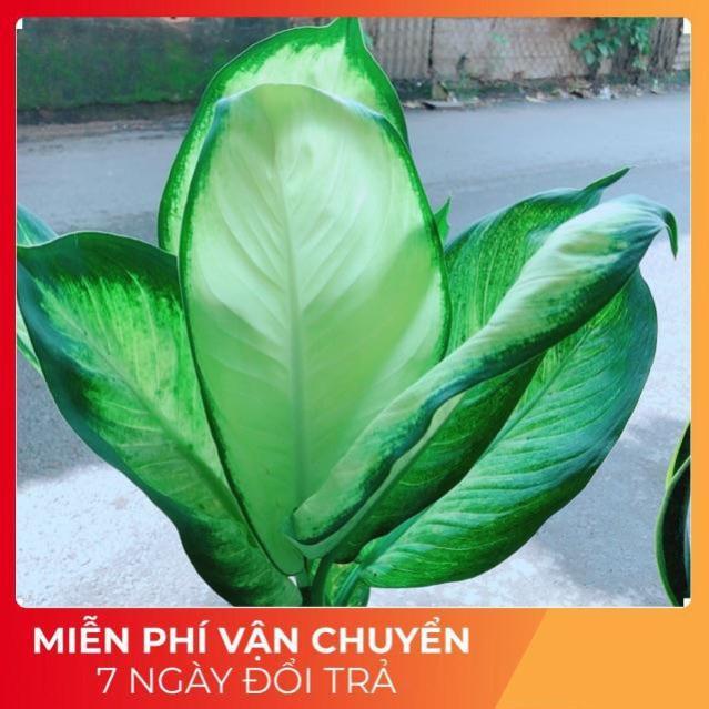 Cây Vạn Niên Thanh