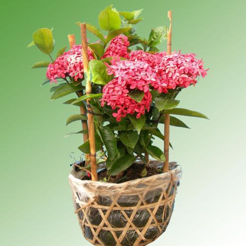 CÂY giống TRANG ĐỎ - HOA MẪU ĐƠN