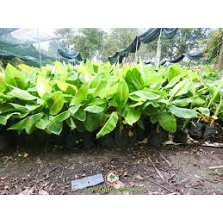 Cây Chuối già nam mỹ giống