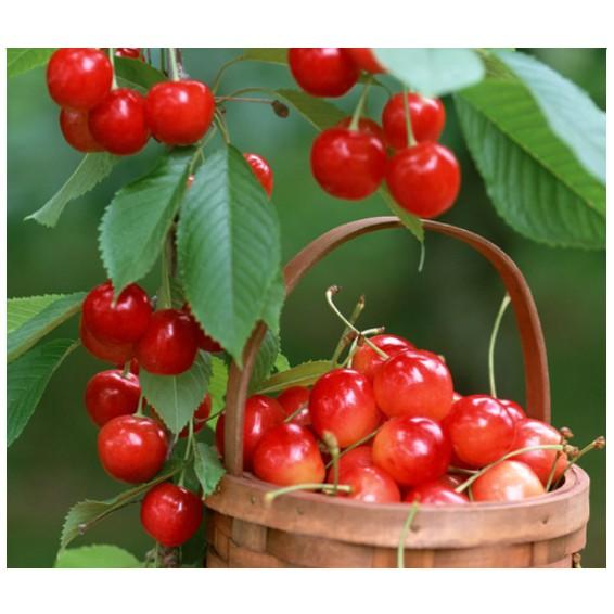 Hạt giống cherry Mỹ siêu ngọt