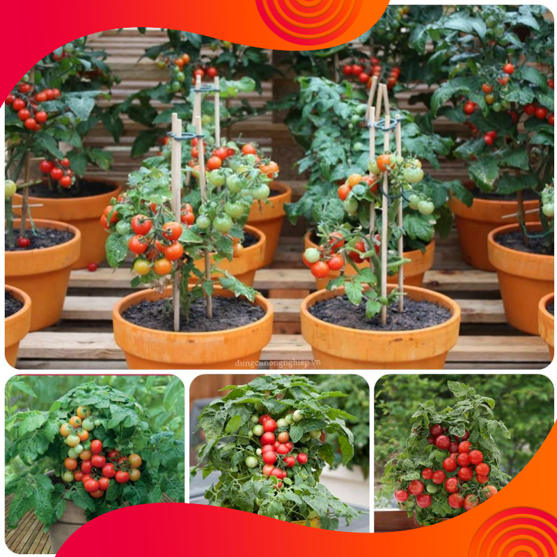 10 Gói Hạt Giống Cà Chua Bi Đỏ Lùn - 30 Hạt/Gói