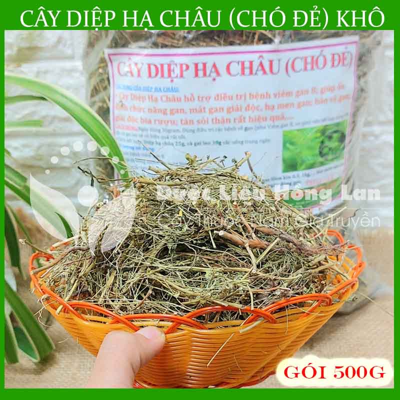 Cây Diệp Hạ Châu khô 500gram