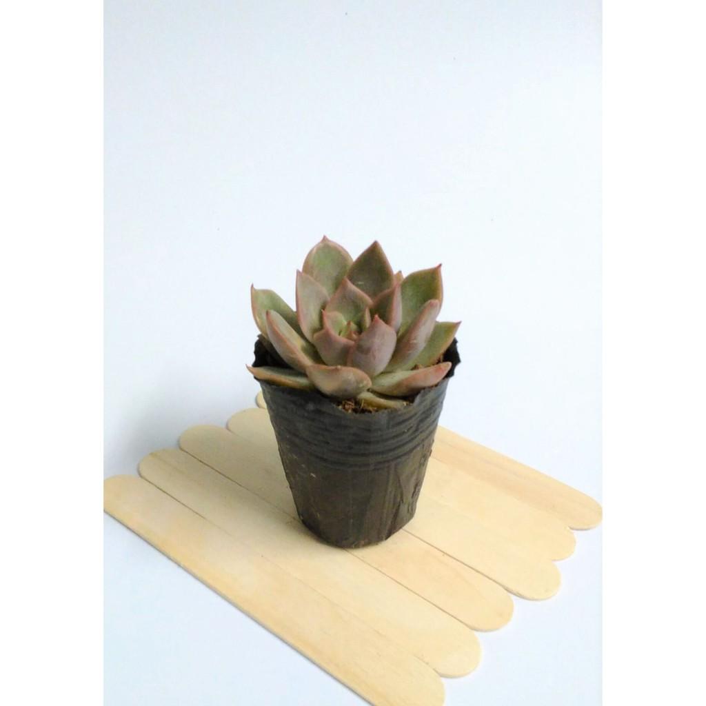 Sen đá bầu nhỏ ngẫu nhiên size 5-8cm FREESHIPĐã thuần khí nóng Bao đẹp
