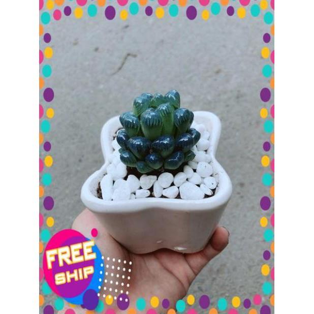 Chậu Kim Cương Xanh Dương