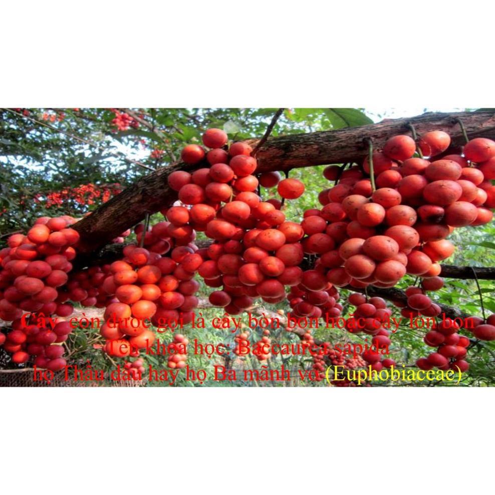 CÂY GIỐNG DÂU DA ĐẤT
