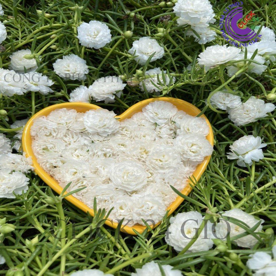 2 Cành Hoa Mười Giờ Thái Kép Nhiều Màu Cho Người Sưu Tầm Bộ Sưu Tập 30 Màu Hoa Mười Giờ Bonsai & Phụ Kiện