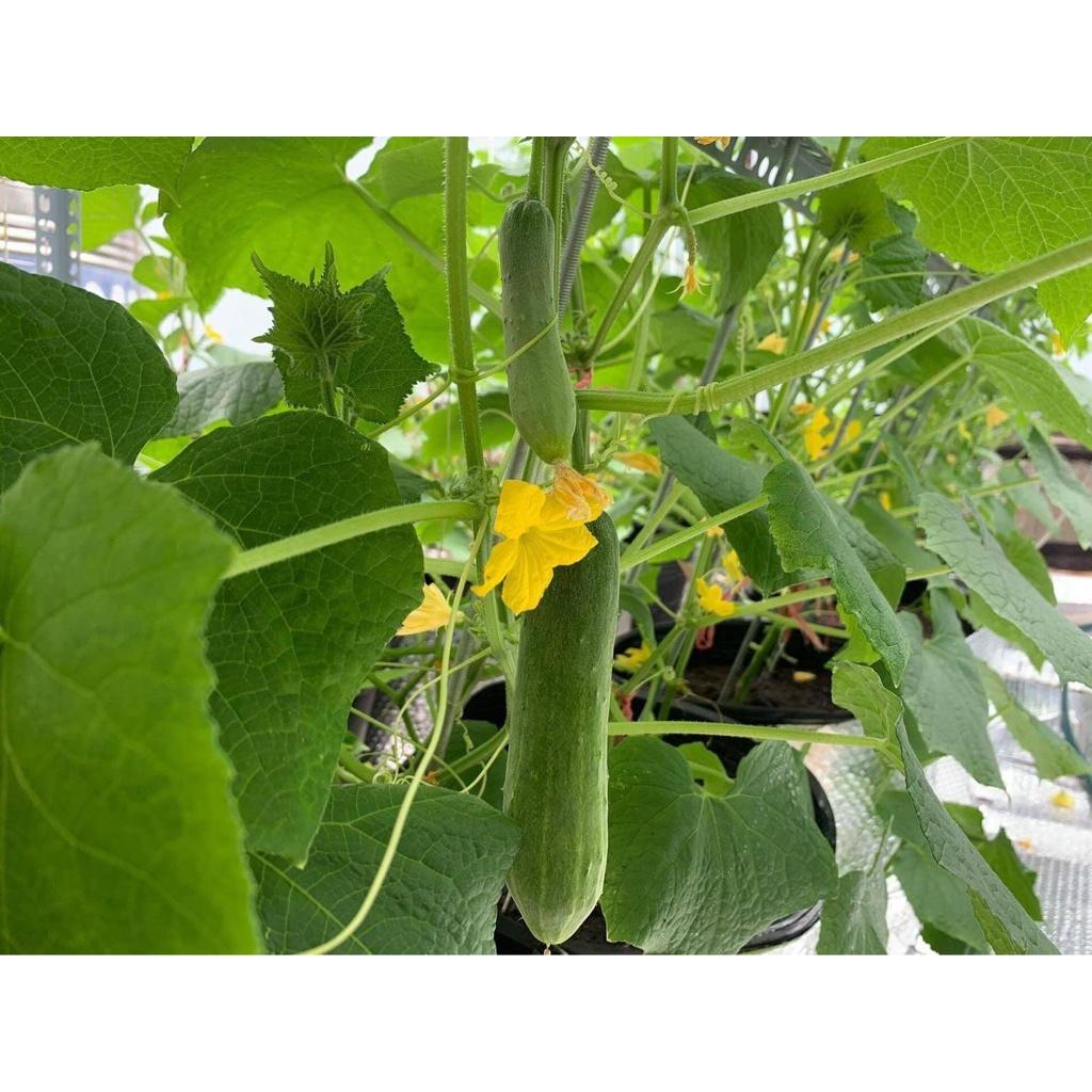 Dầu khoáng phòng ngừa sâu bệnh - Chai 500ml