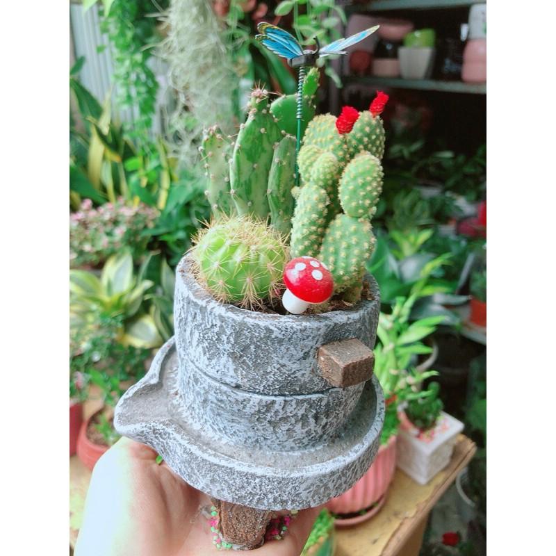 Chậu Xương Rồng Tiểu Cảnh