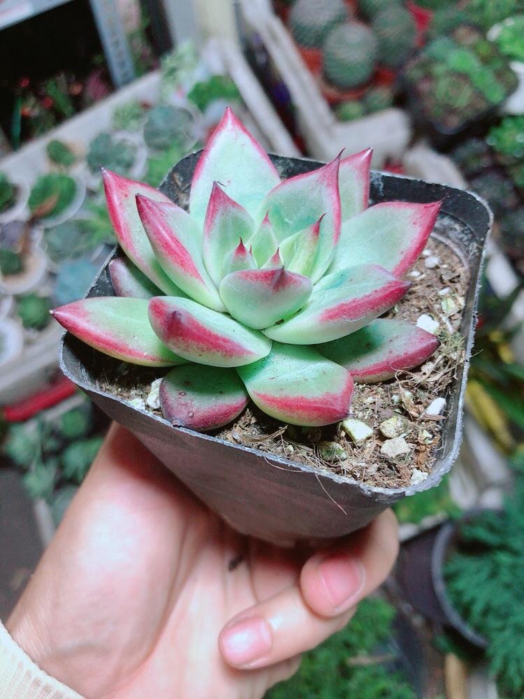 Sen Đá Đế Vương