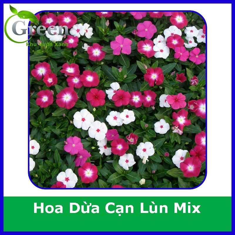 Hạt Giống Hoa Dừa Cạn Lùn Lai F1 Nhiều Màu