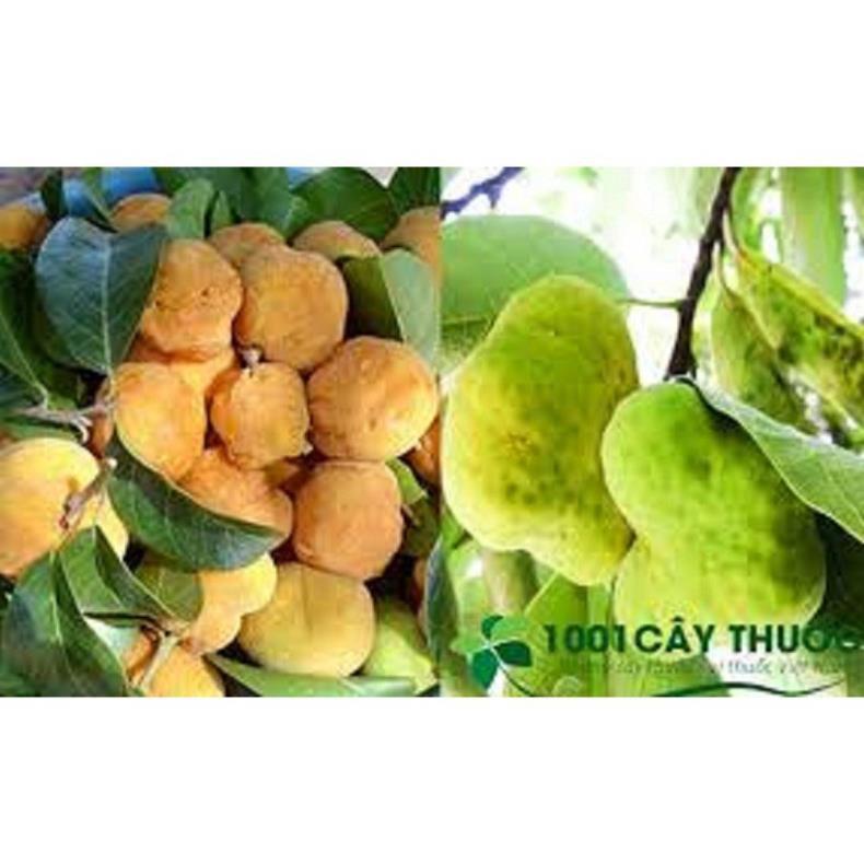 CÂY CHAY GIỐNG SIÊU QUẢ SIÊU NĂNG SUẤT- CAM KÊT GIỐNG CHUẨN F1