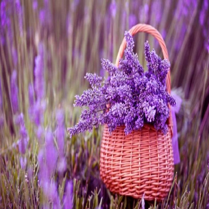 50 Hạt giống Hoa Oải Hương, Lavender Thơm Nồng - Hạt giống hoa