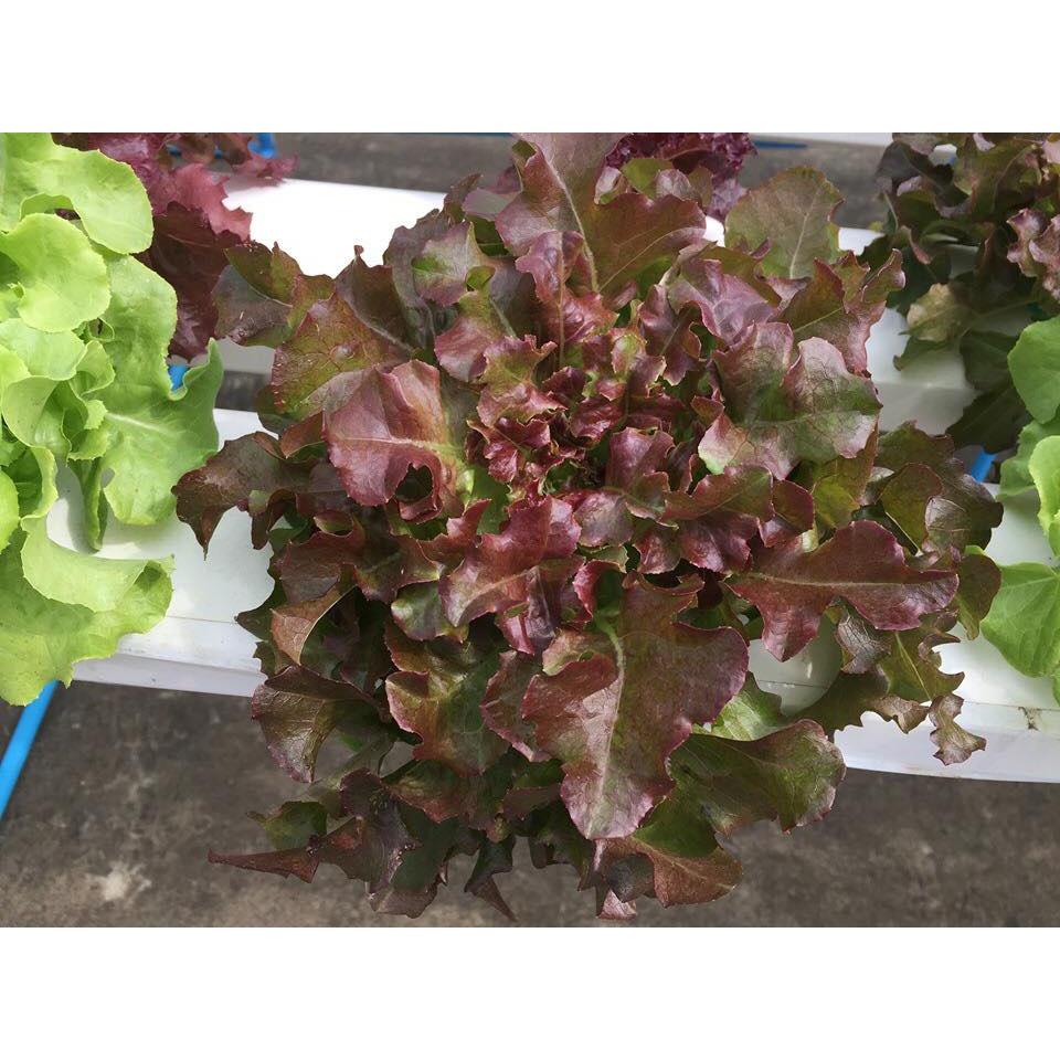 Hạt giống rau xà lách sồi đỏ OAKLEAF - Gói 2gram
